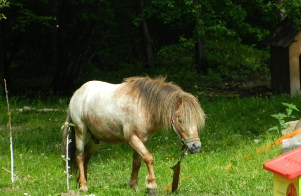 Pensiunea Valea Negrasului Trăisteni Dış mekan fotoğraf